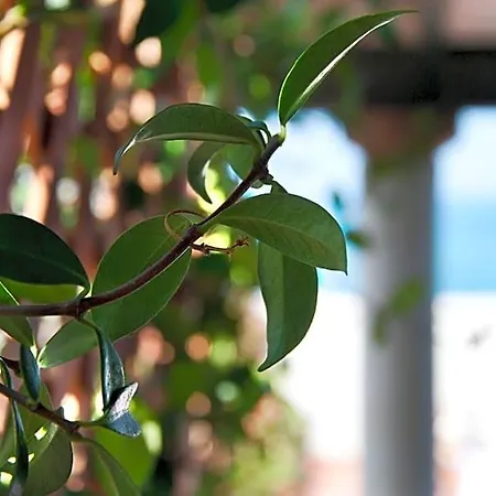 Bed & Breakfast Il Barone Del Mare 4*