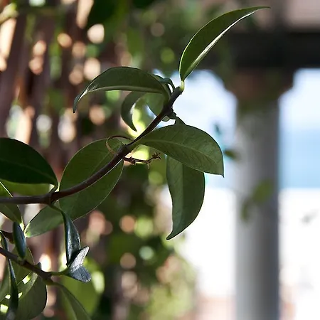 Il Barone Del Mare Peschici